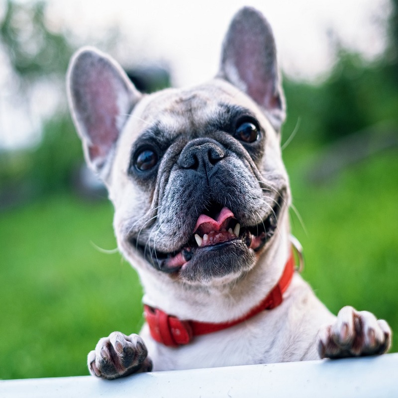 Bouncing With Joy