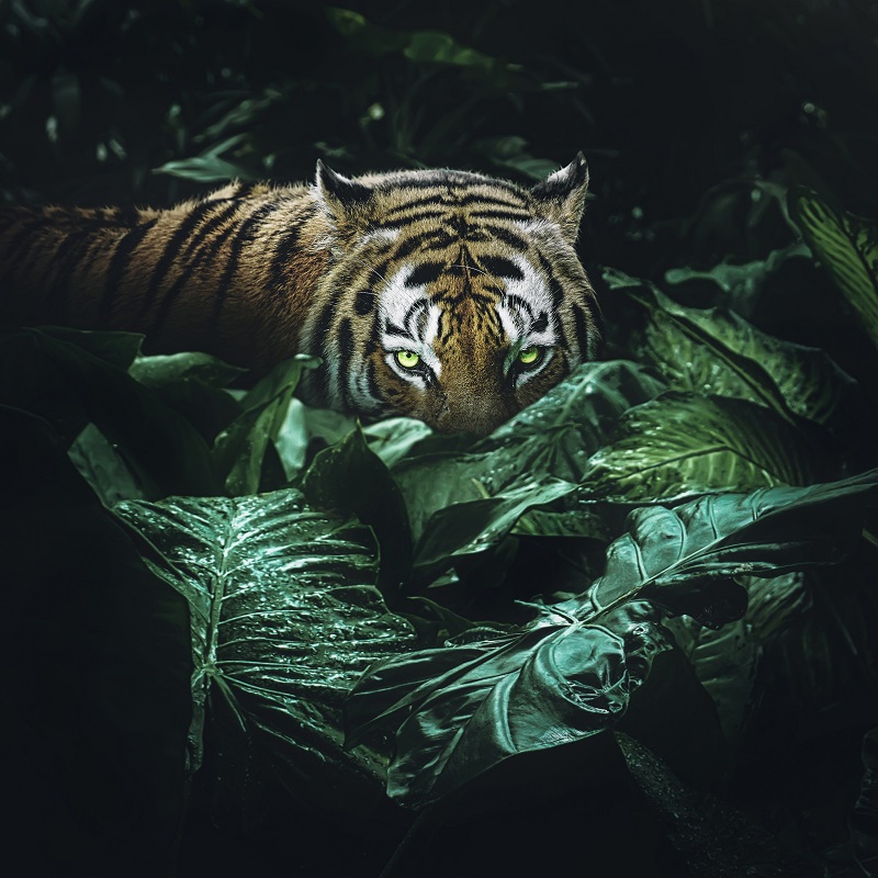 In The Dark Jungle